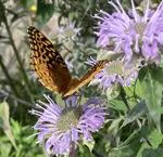 Butterfly on Monarda