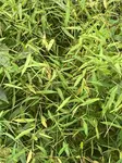 Japanese Stiltgrass Plants