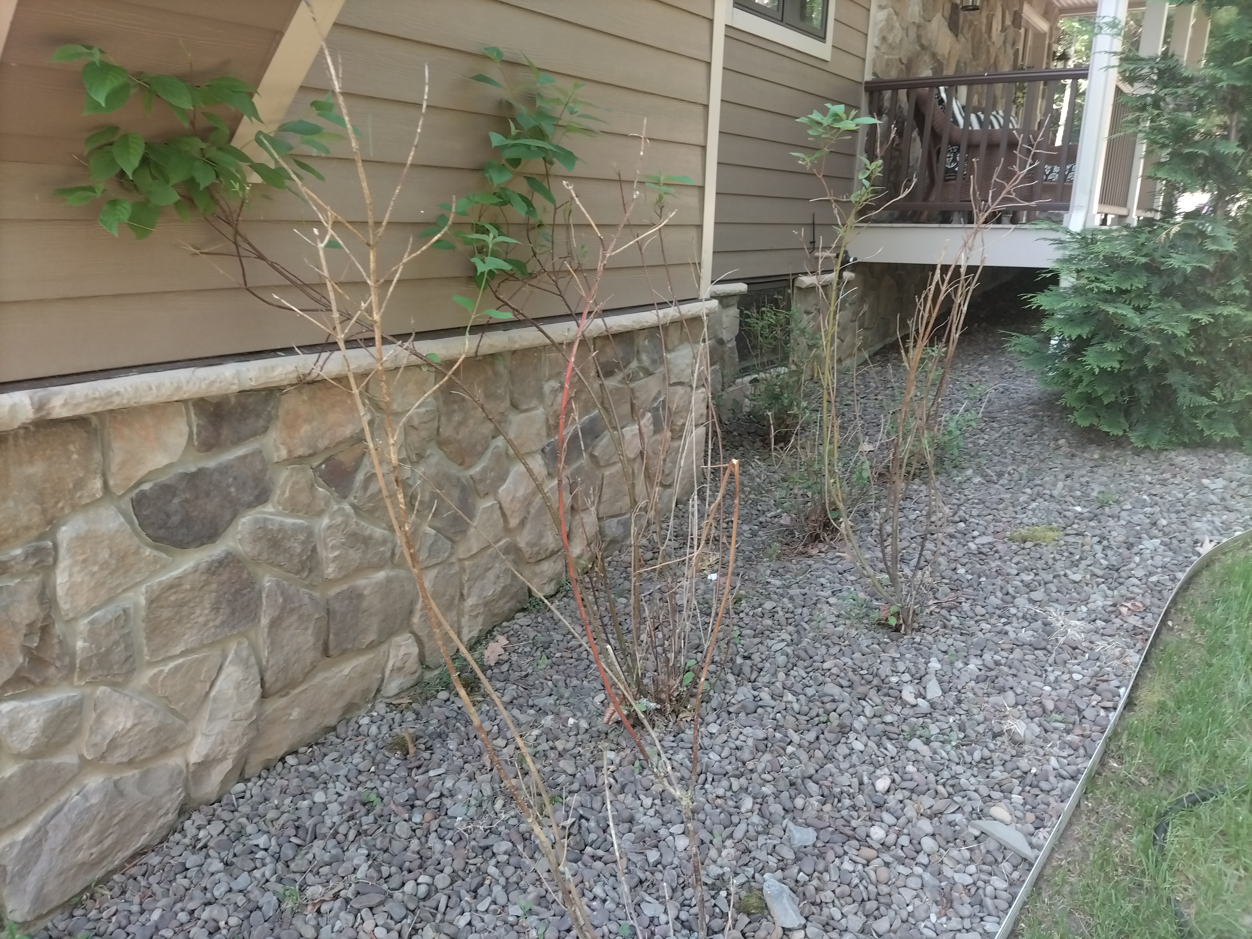 Deer damage to dogwood shrubs (Red Osier)