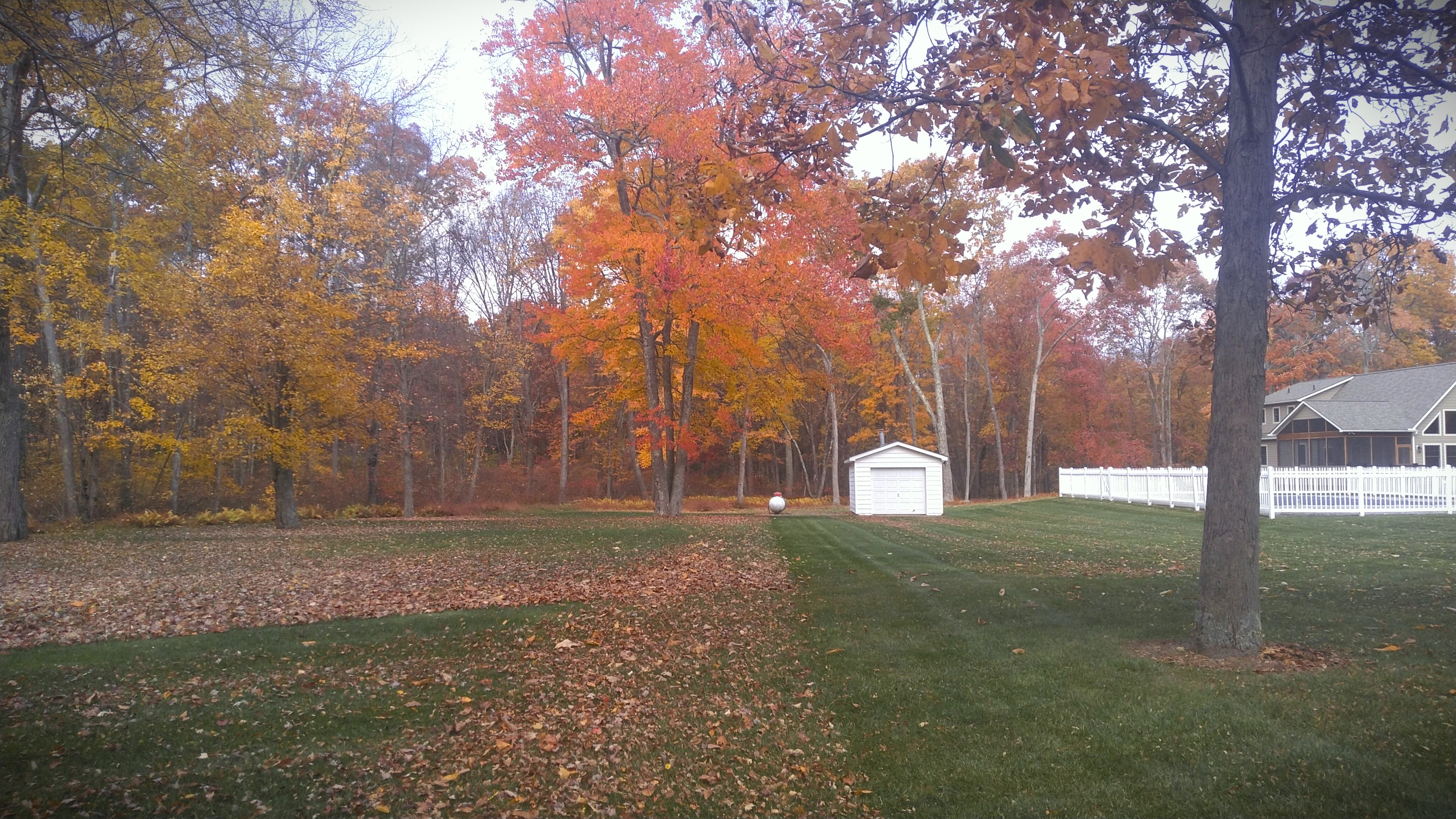 Fall Leaves on Lawn 2