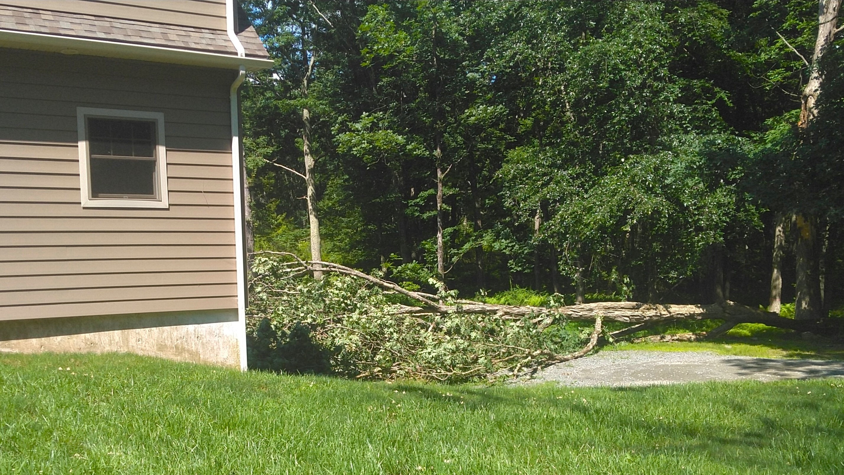 Fallen tree in driveway