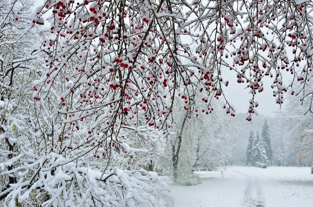 Snowy trees Fotolia