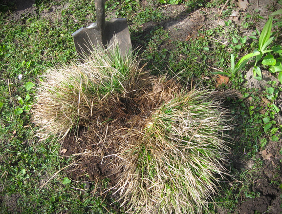 Ornamental grass with dead center