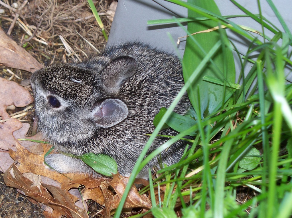 Baby Rabbit Kit