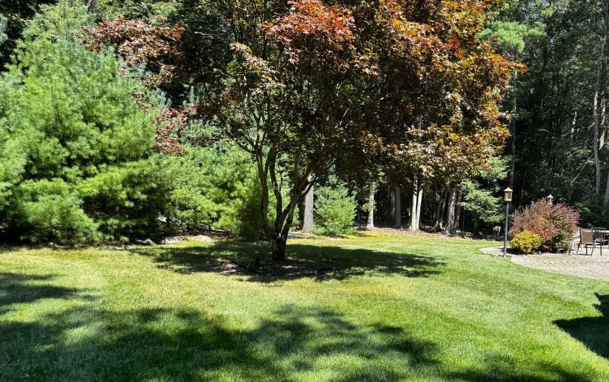 Lawn with Red Maple SQ