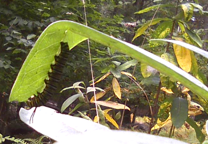 Monarch Caterpillar on Milkweed