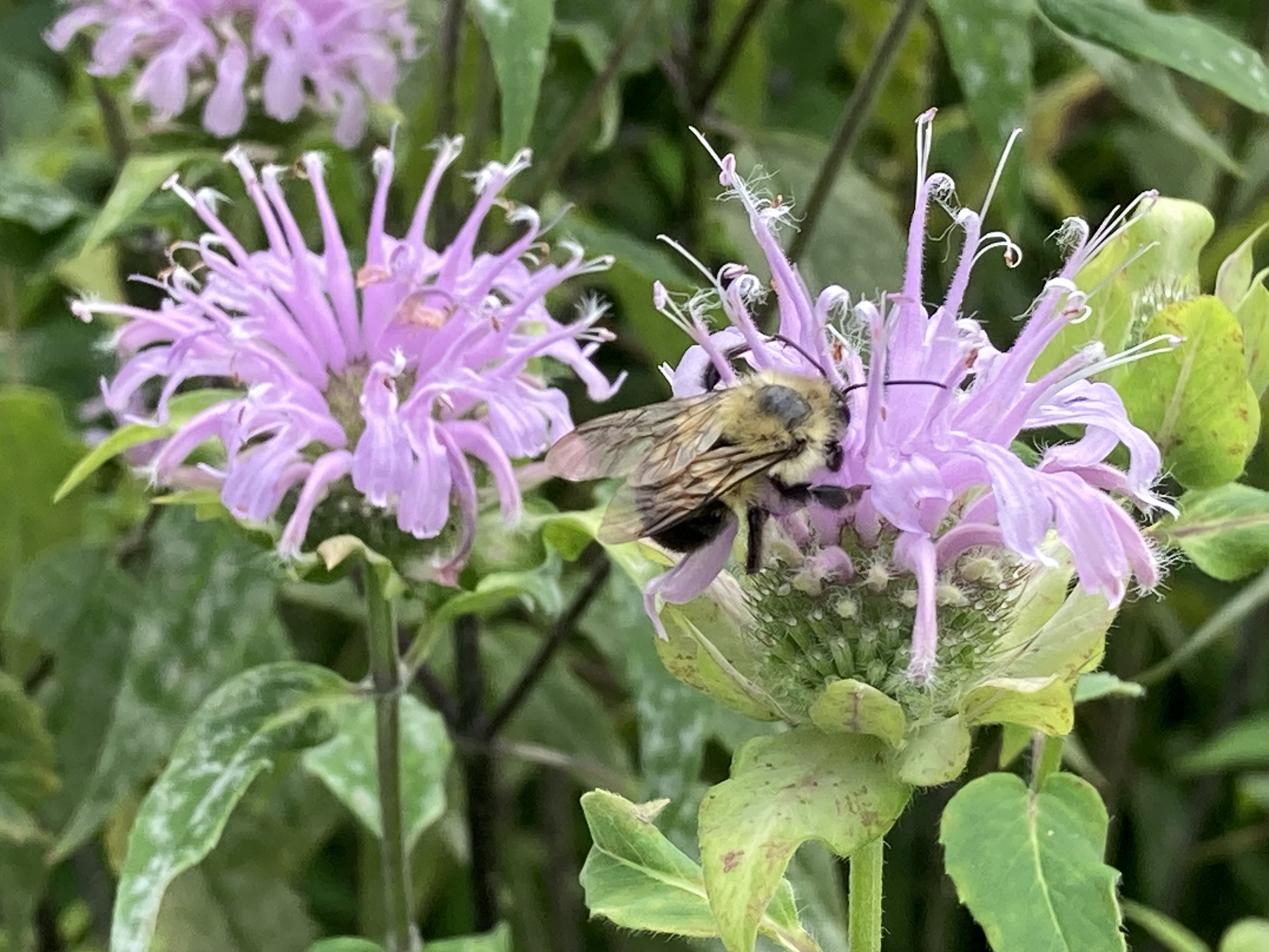 Bee on Monarda