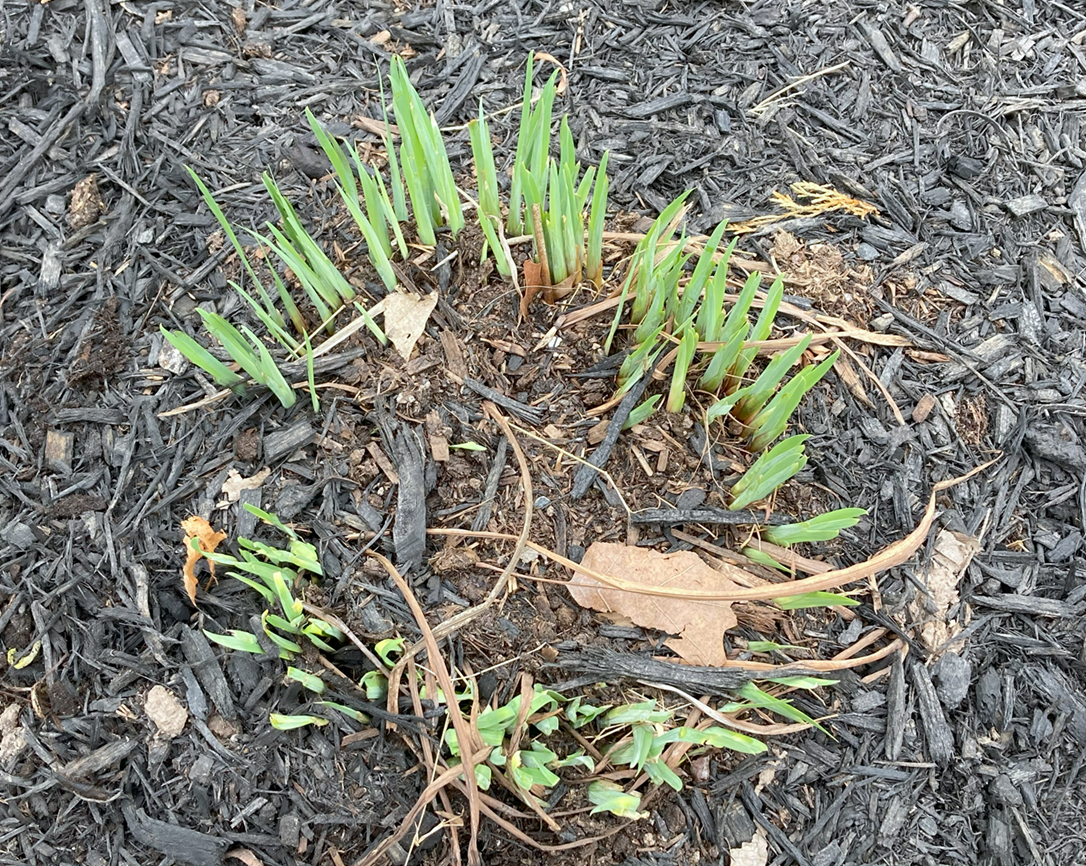 Siberian Iris in need of division