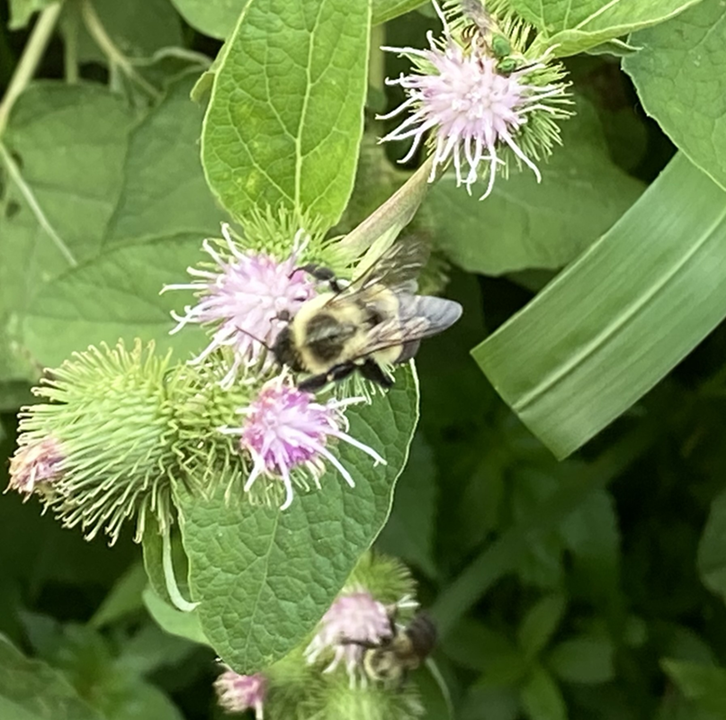 World-Bee-Day-2025