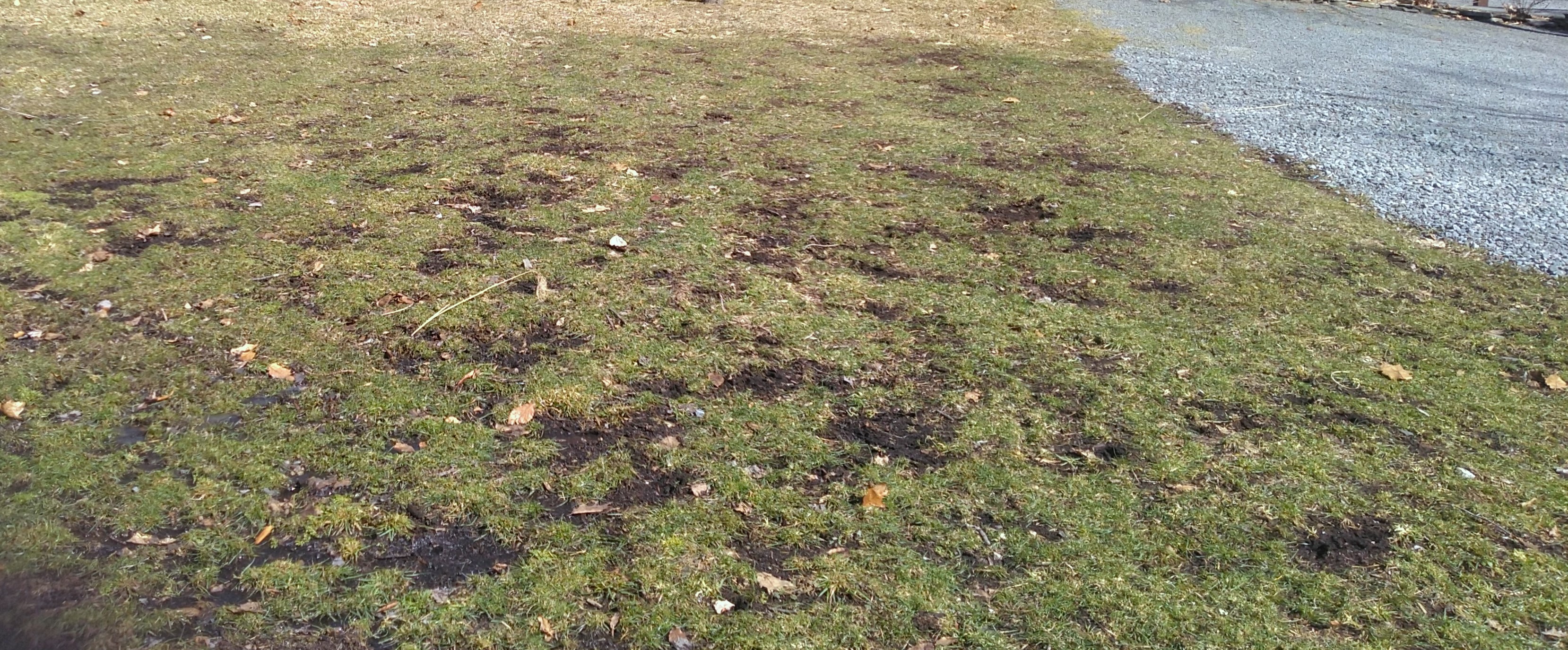 Animal + grub damage to lawn