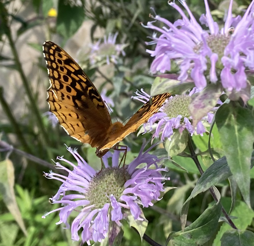 Butterfly on Monarda