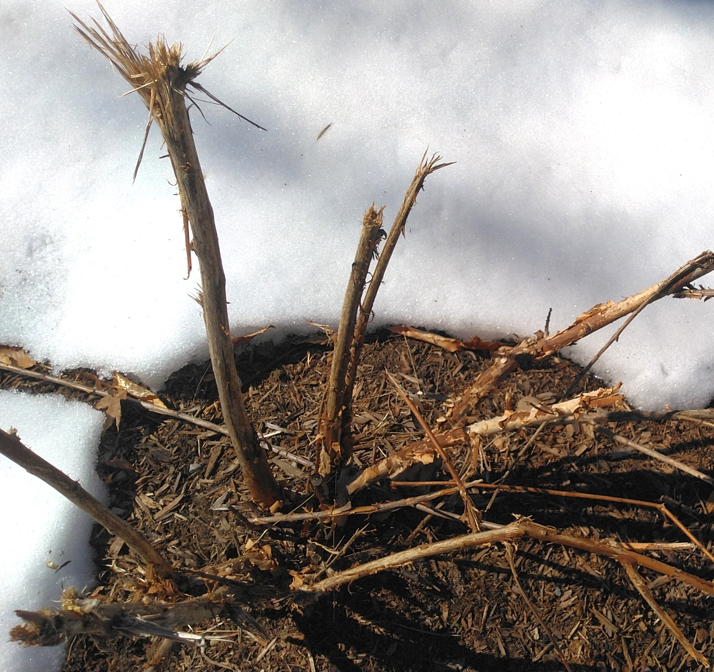 Deer destroyed Ninebark shrub