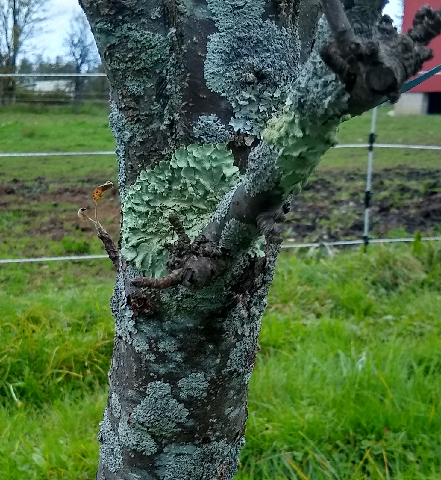 Lichen Growth on an Apple Tree in Wayne County PA