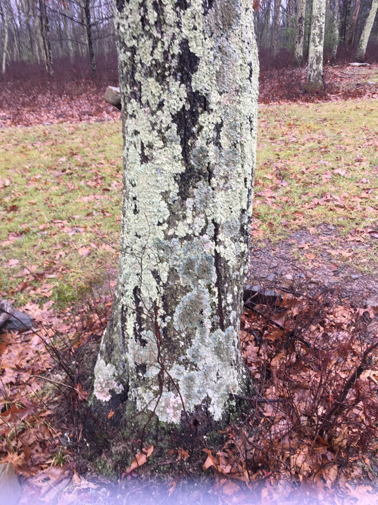 Lichen Growing on an Oak Tree Trunk in Pike County PA