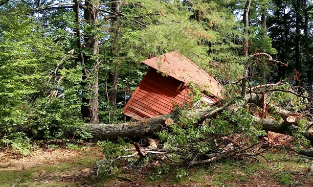 Tree down on shed.