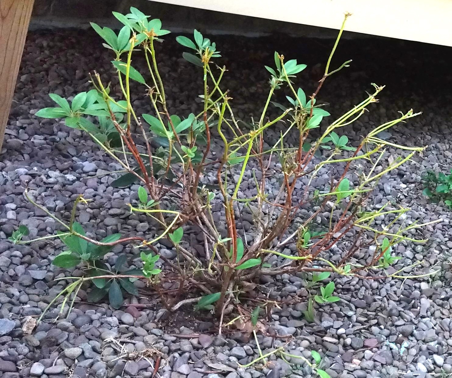 Summer fills your yard with deer and rabbits and your sad Rhododendrons are stripped of foliage again!